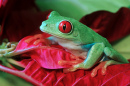 Red-Eyed Tree Frog Climbing Red Leaves