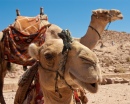 Camel in Petra, the Hidden City