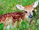 Whitetail Fawn Deer, West Virginia